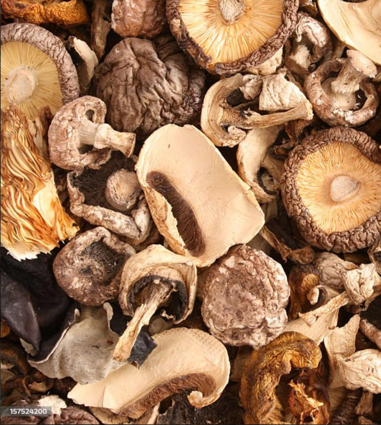 Premium Dried Mushroom Wellness Blend – Botanical Assortment (1 oz)